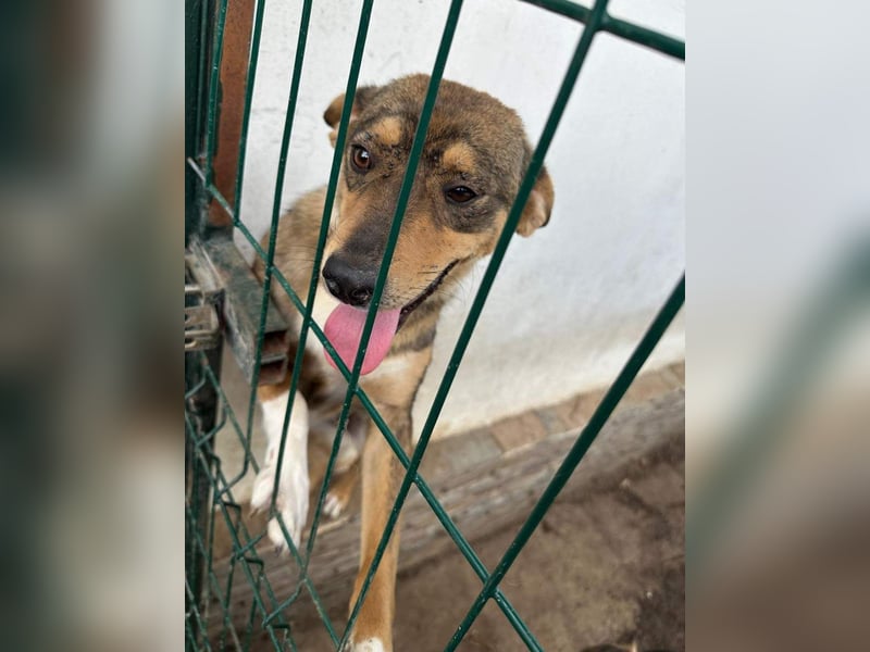 ⭐FARAH⭐, gute gelaunte Hündin, 1,5 Jahre, 50 cm, Mischling, Tierschutz Rumänien