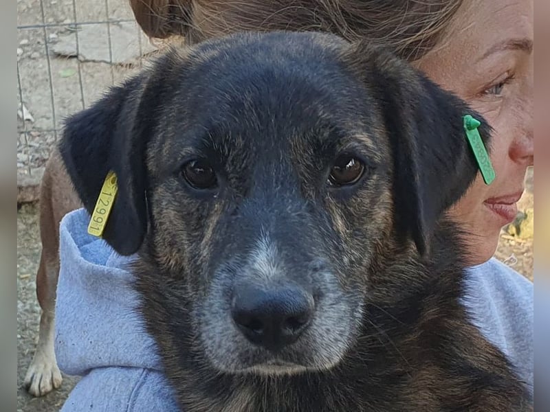 ♥RUSTY♥ unfassbar verschmuster und kuschelbedürftiger, wunderschöner, gestromter Rüde 49 cm