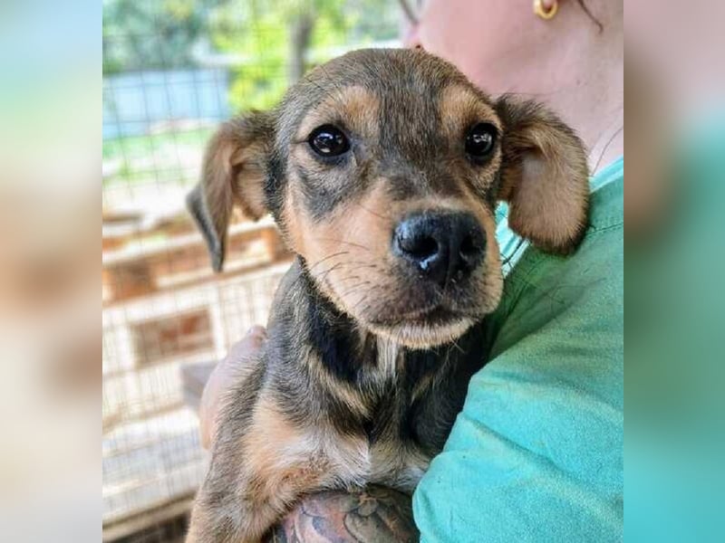 ♥ANDY♥ zuckersüßer, verspielter Junghund - mittelgroß