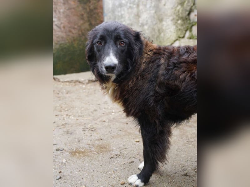 ⭐GOYA⭐, neugierige Hündin, 1 Jahr, 48 cm, Mischling, Tierschutz Rumänien