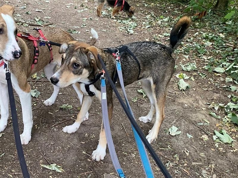 ♥HAZEL♥ auf Pflegestelle bei Duisburg - verspielte, anhängliche, liebevolle Juniorin 45cm (wachsend)