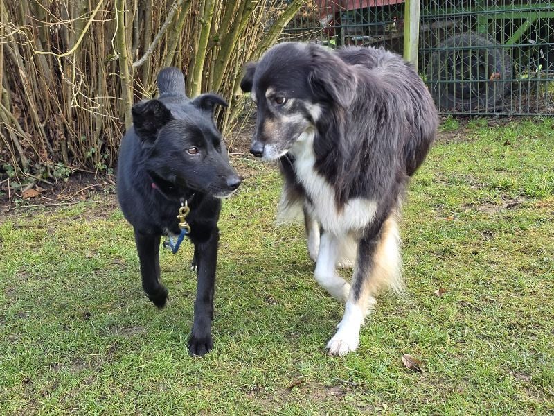 ♥KINDRA♥ auf Pflegestelle bei Köln - süße, verschmuste und unkomplizierte Hündin 50 cm