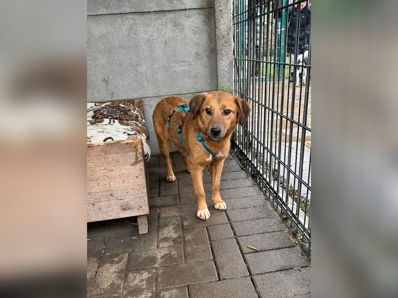 ♥BECKY♥ auf Pflegestelle in Köln - zuckersüße, hübsche, noch vorsichtige Hündin 45cm