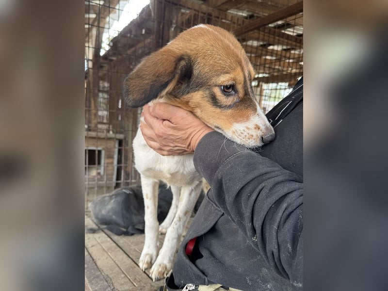 ♥SIDNEY♥ neu auf Pflegestelle bei Leverkusen -zuckersüße, verspielte, ausgeglichene Juniorin 49 cm