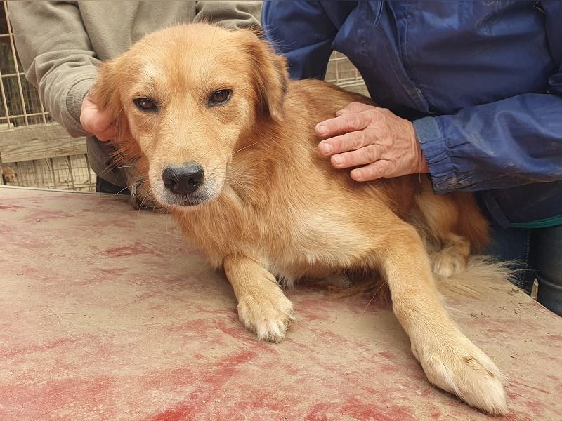 ♥MAIBLE♥ süße, so liebe, noch etwas zurückhaltende Hündin, die schon 4 Jahre im Tierheim wartet 50cm