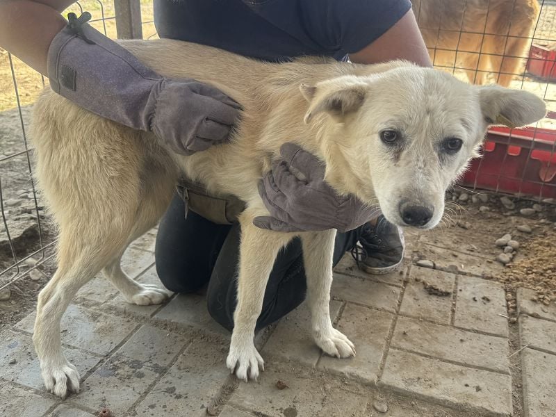 ♥VANESSA♥ süße, noch vorsichtige hübsche Maus, die im Tierheim so traurig schaut 48 cm