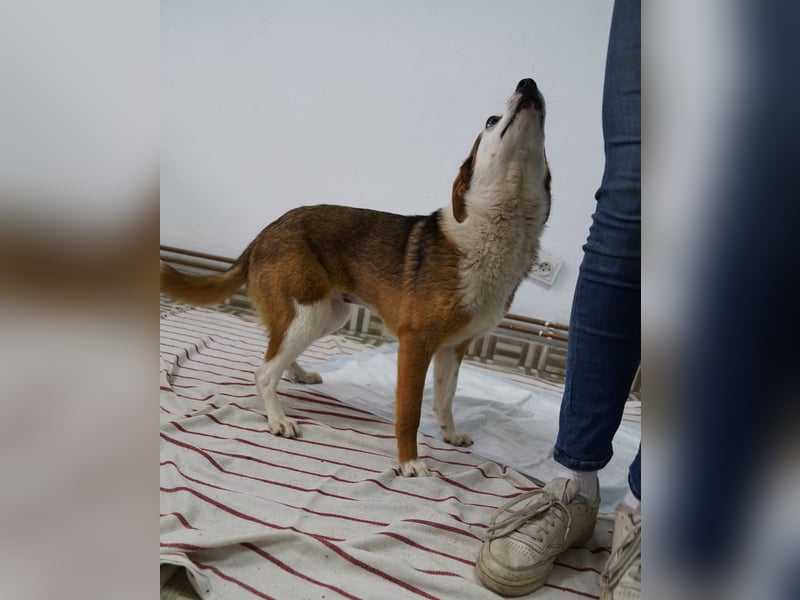 FELIPA, ab 22.08. Pflegestelle Hennef, 1 Jahr, 44 cm, Tierschutz Rumänien