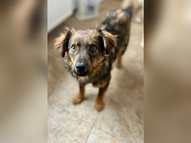 HERRO, Freund fürs Leben, 1,5 Jahre, 41 cm, Mischling, Tierschutz Rumänien