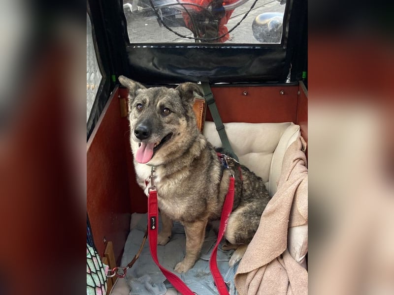 ♥LONKA♥ auf Pflegestelle in Köln - wunderschöne, verschmuste Hündin 42 cm