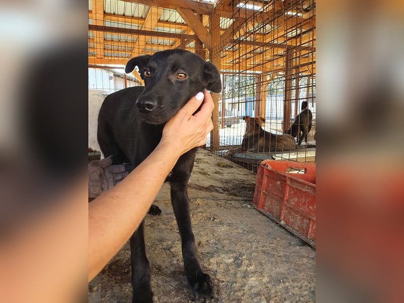 ♥BLACKY♥ wunderschöne, sanfte, sensible Seele, die schon so erschöpft ist 41 cm