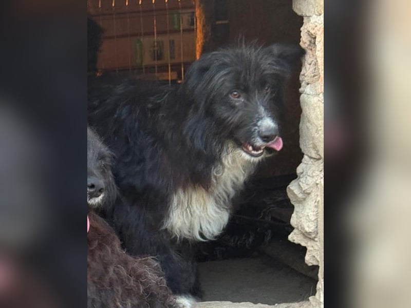 ⭐️GIAN⭐️, toller Begleiter, Rüde, 1 Jahr, 50 cm, Mischling, Tierschutz Rumänien