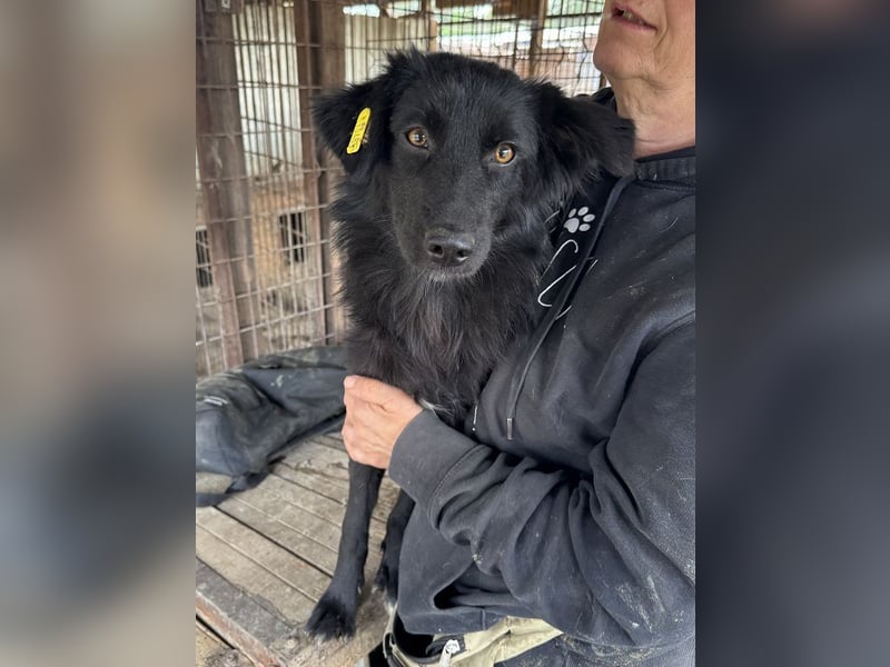 ♥LEA♥ neu auf Pflegestelle in Köln-süße, verschmuste Juniorin mit tiefschwarzem, langen Fell 49cm