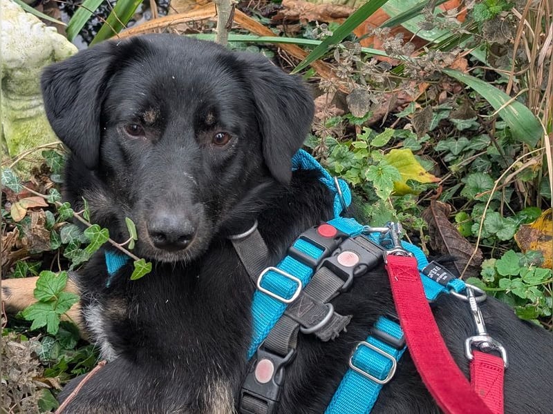 ♥MARIA♥ auf Pflegestelle bei Köln - süße, noch ängstliche, ganz liebe Junghündin 43 cm