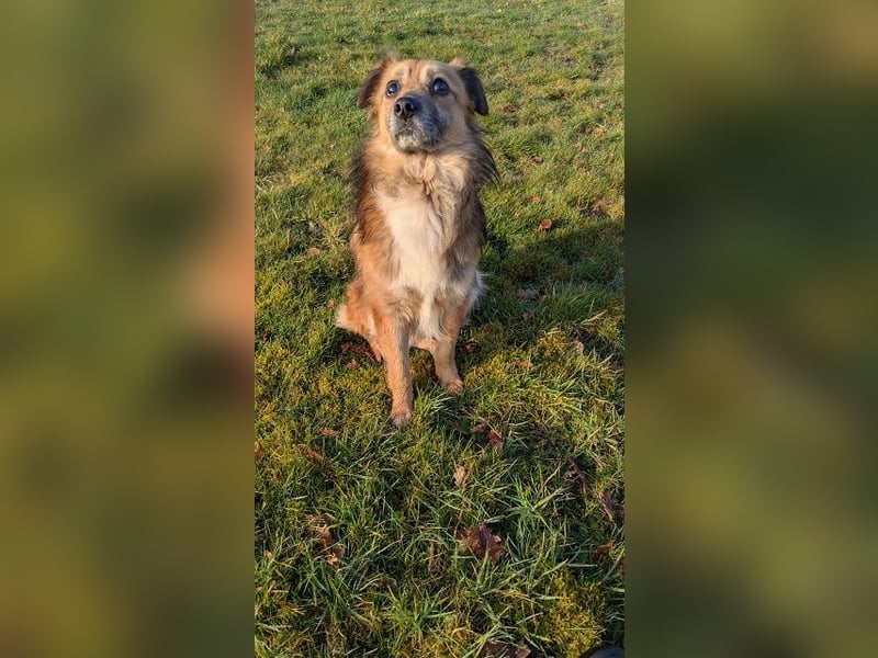 ♥DIDRIK♥ auf Pflegestelle bei Köln - süßer, lieber, dankbarer, blinder Purzel 45 cm