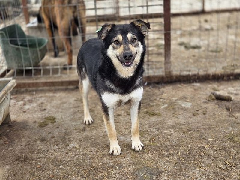 ♥MARLEY♥ süßer, anhänglicher, lieber Junghund voller Vertrauen 49 cm