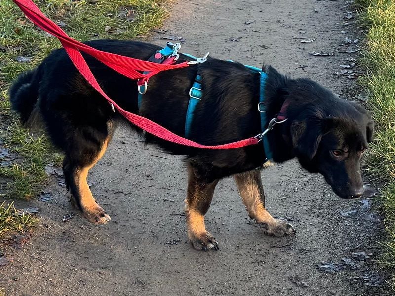 ♥MARIA♥ auf Pflegestelle bei Köln - süße, noch ängstliche, ganz liebe Junghündin 43 cm