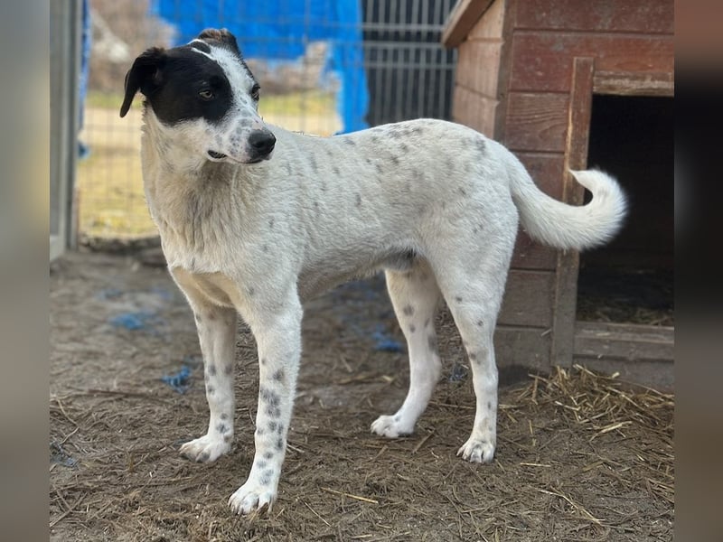 ⭐️SNOW⭐️, Herzensbrecher, Rüde, 1,5 Jahre, 50cm, Mischling, Tierschutz Rumänien