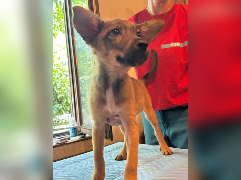 ⭐️Scuba⭐️,  sehr soziales Welpenmädchen, Mischling, 5 Monate, 30 cm, Tierschutz Rumänien