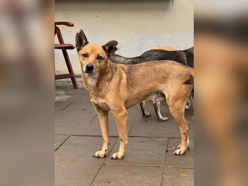 ♥AXEL♥ auf Pflegestelle bei Köln - verschmuster, sehr menschenbezogener Traumhund 48 cm