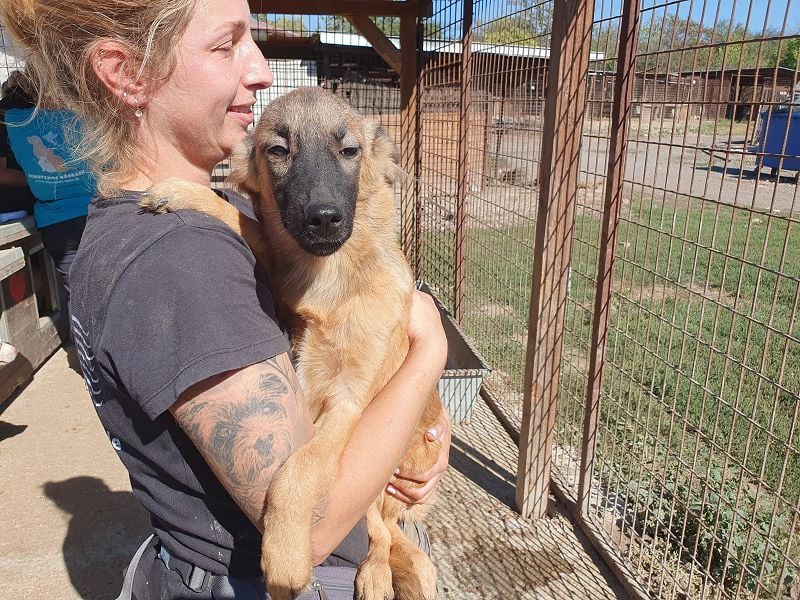 ♥PEBBELS♥ so menschenbezogene, verschmuste,verspielte Juniorin-ein echter Sonnenschein 40cm(wachsend