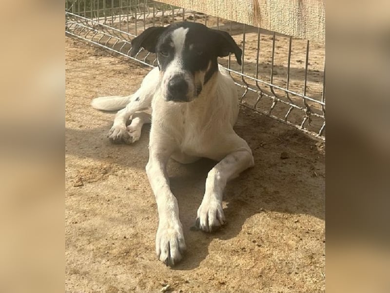♥ANIKA♥ zauberhafte, total menschenbezogene, zarte Hündin mit der handlichen Größe von 45 cm