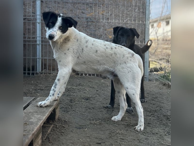 ⭐️SNOW⭐️, Herzensbrecher, Rüde, 1,5 Jahre, 50cm, Mischling, Tierschutz Rumänien