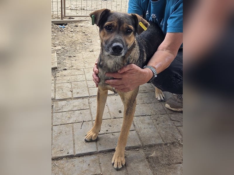 ♥BEN♥ Traumhund mit wundervollem Charakter, der auf seine Menschen wartet 49 cm