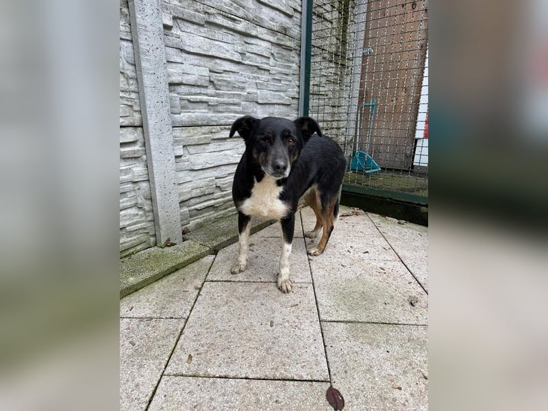 ♥MIMI♥ neu auf Pflegestelle bei Köln - sehr liebe, sanfte, ruhige und verschmuste Hündin 49 cm