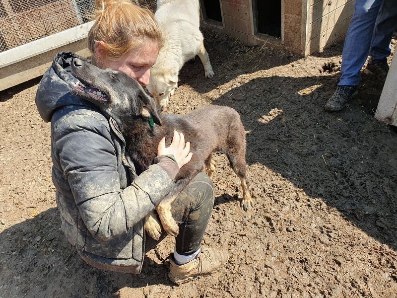 ♥SAFARI♥ sehr menschenbezogener, verschmuster Schatz,der so gar nichts im Tierheim verloren hat 49cm