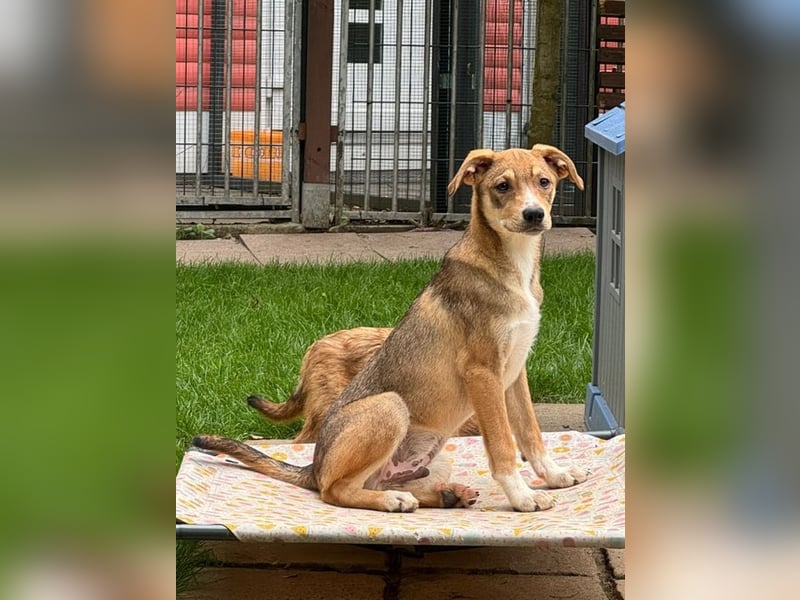♥HENRY♥ neu auf Pflegestelle bei Köln - zuckersüßer kleiner Sonnenschein 46 cm (wachsend)