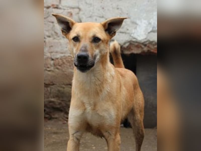 ⭐️PIRA⭐️, sanfte Hündin, 3,5 Jahre, 46 cm, Mischling, Tierschutz Rumänien