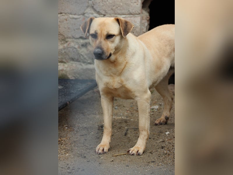 ⭐️MELINA⭐️ verschmuste Hündin, 4 Jahre, 48 cm, Mischling, Tierschutz Rumänien