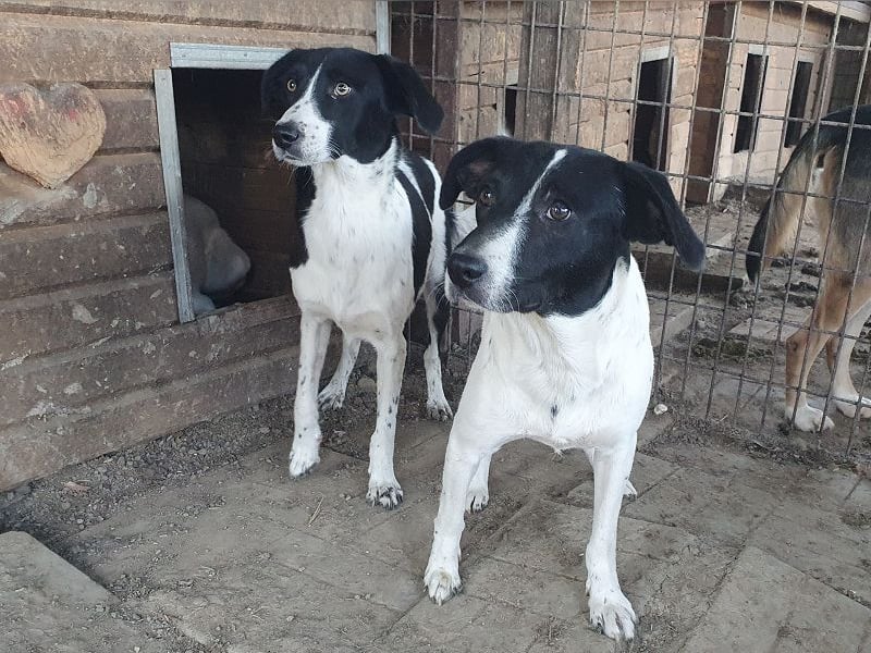 ♥SIMON♥ sehr menschenbezogener, hübscher Junghund, der als Familienhund geeignet ist 45 cm