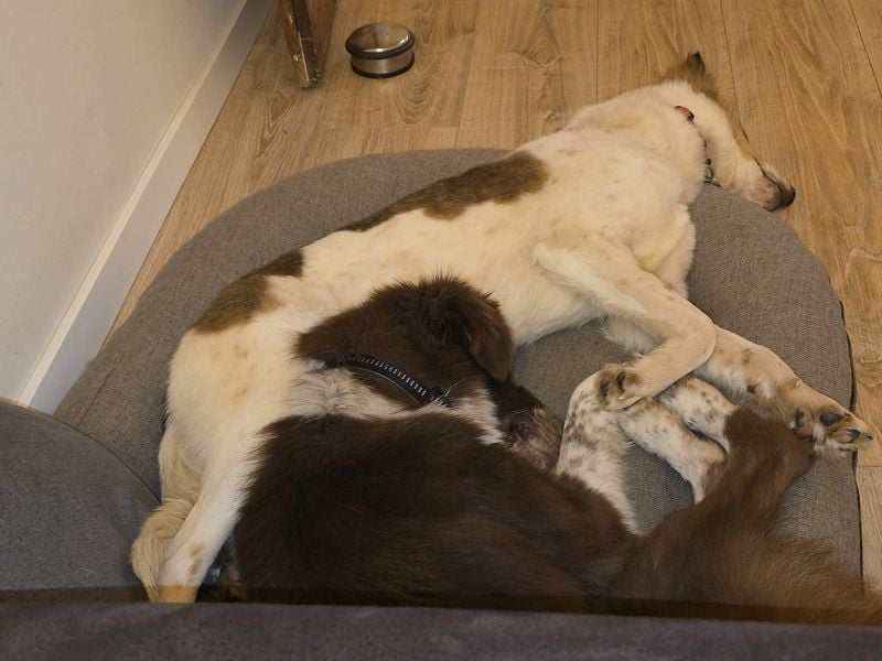 ♥SIDNEY♥ neu auf Pflegestelle bei Leverkusen -zuckersüße, verspielte, ausgeglichene Juniorin 49 cm