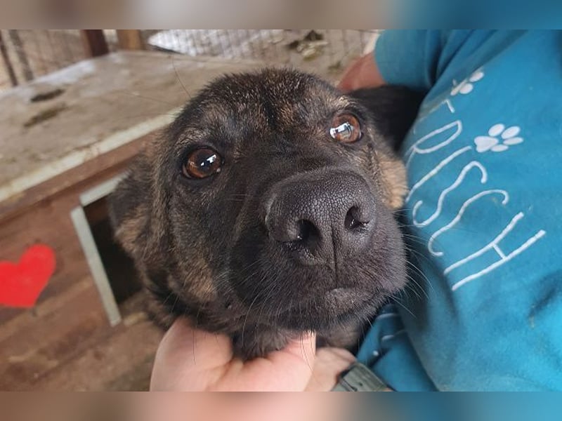 ♥ORLANDO♥ wunderschöner gestromter Jungrüde mit wundervollem Charakter 46 cm