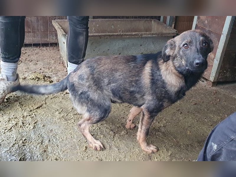 ♥ORLANDO♥ wunderschöner gestromter Jungrüde mit wundervollem Charakter 46 cm