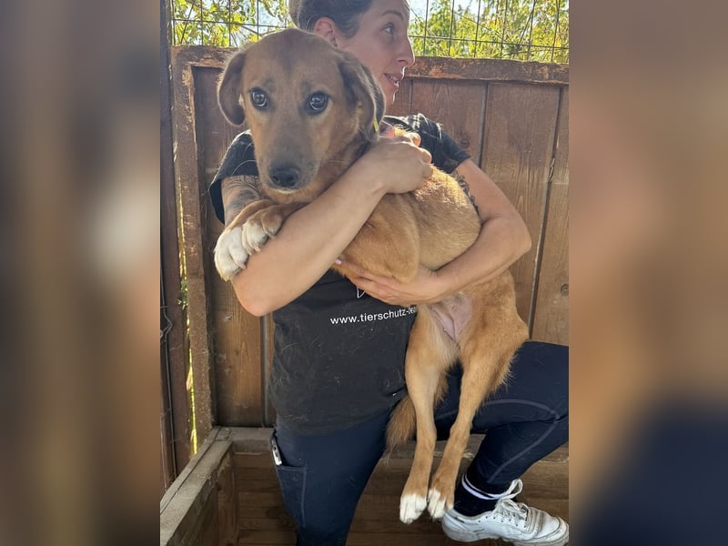 ♥BECKY♥ zuckersüße, hübsche, noch vorsichtige Junghündin 45 cm