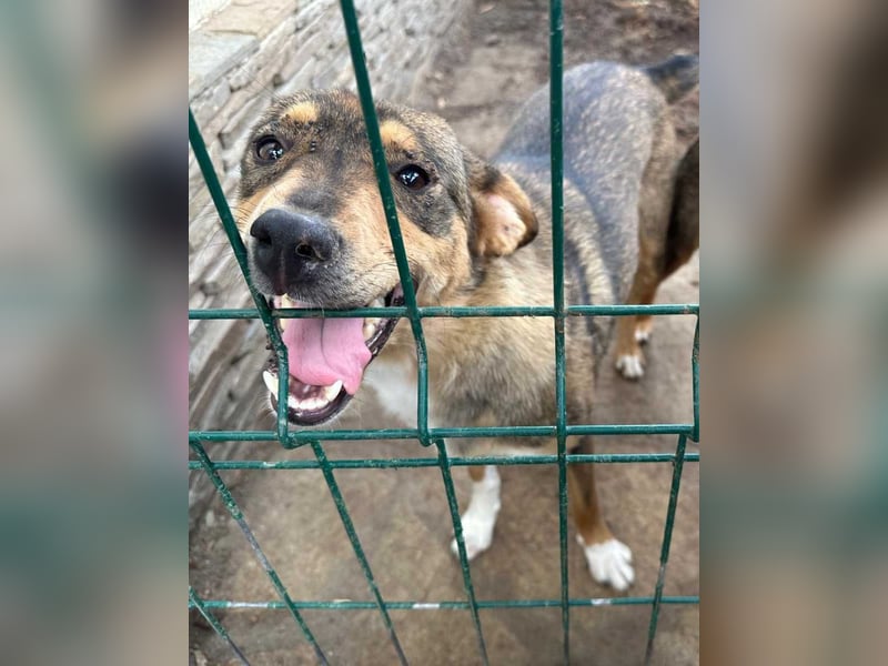 ⭐FARAH⭐, gute gelaunte Hündin, 1,5 Jahre, 50 cm, Mischling, Tierschutz Rumänien