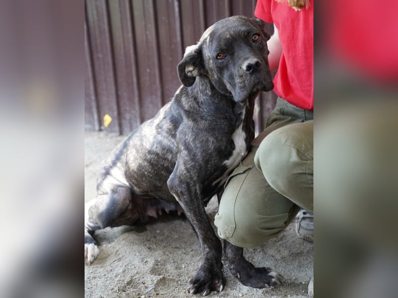 ⭐️ALBA⭐️, Knutschkugel, Cane-Corso-Mix, 49 cm, 1 Jahr, Tierschutz Rumänien