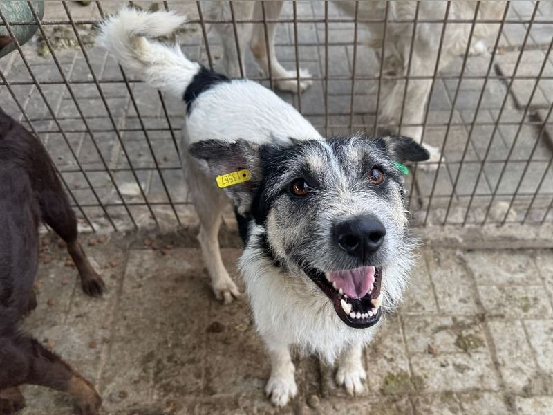 ♥FRIDO♥ süßer, hübscher, neugieriger Hundejunge mit terrierähnlichem Aussehen 49 cm