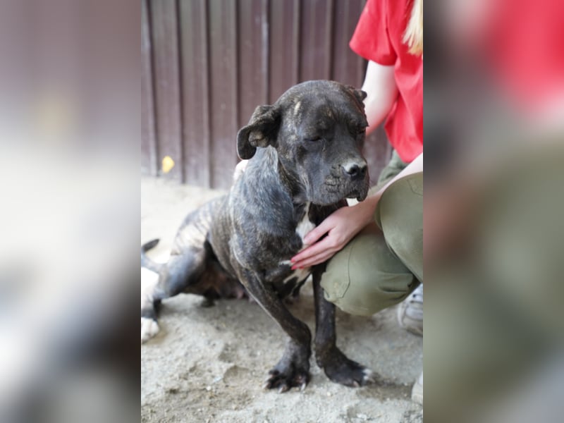 ⭐️Alba⭐️,  Knutschkugel, Cane-Corso-Mix, 49 cm, 1 Jahr, Tierschutz Rumänien