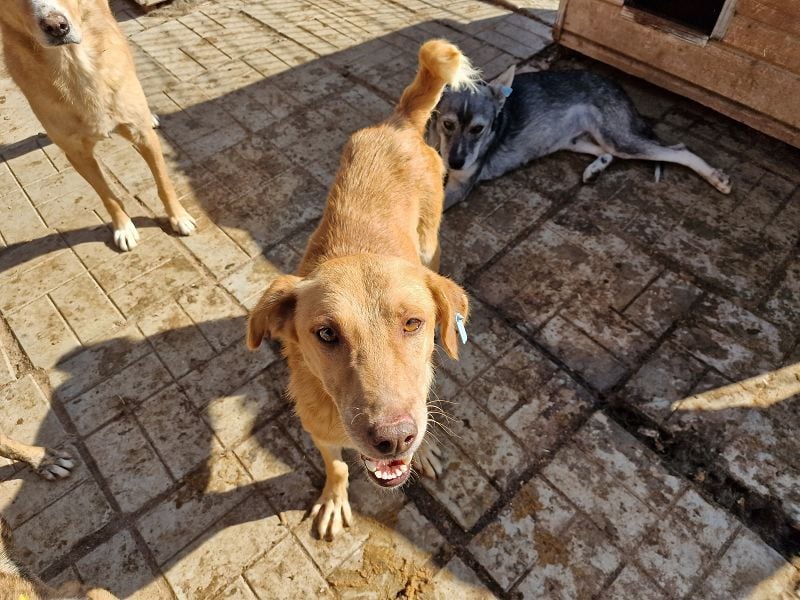 ♥SANTOS♥ anhänglicher, fröhlicher, aktiver, ganz toller Rüde 44 cm