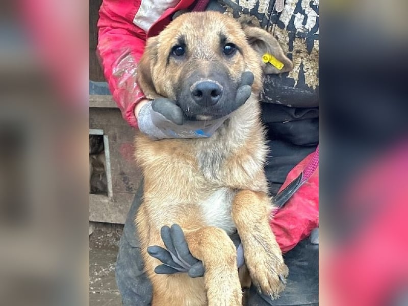 ♥ELVIS♥er bringt alles mit,was man sich wünschen kann: ruhig, sehr menschenbezogenen, liebevoll 48cm