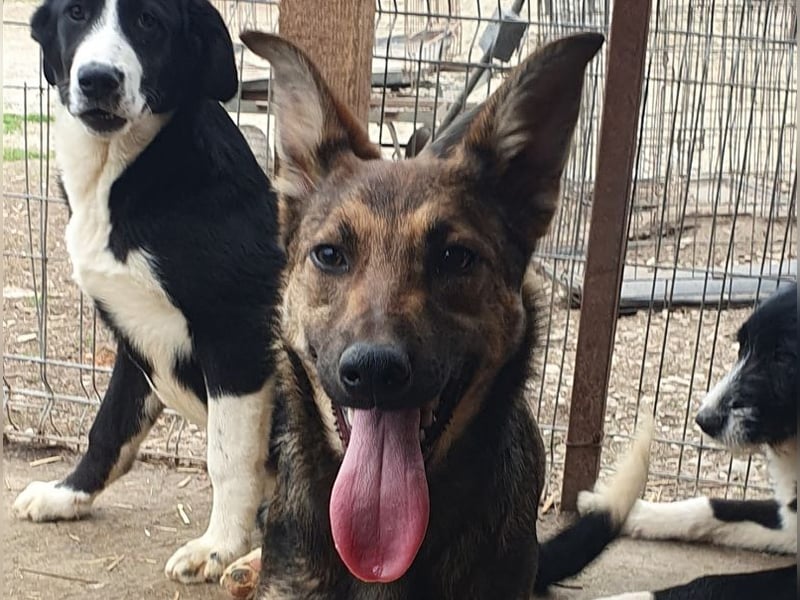 ♥DANA♥ sehr zutrauliche, aktive, schlanke Junghündin, die sich sehr nach Zuneigung sehnt 48 cm