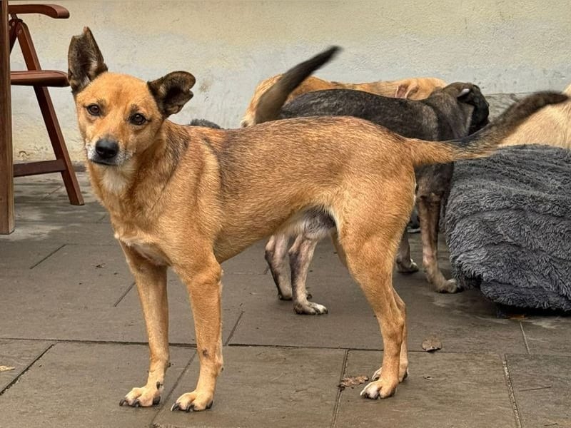 ♥AXEL♥ auf Pflegestelle bei Köln - verschmuster, sehr menschenbezogener Traumhund 48 cm