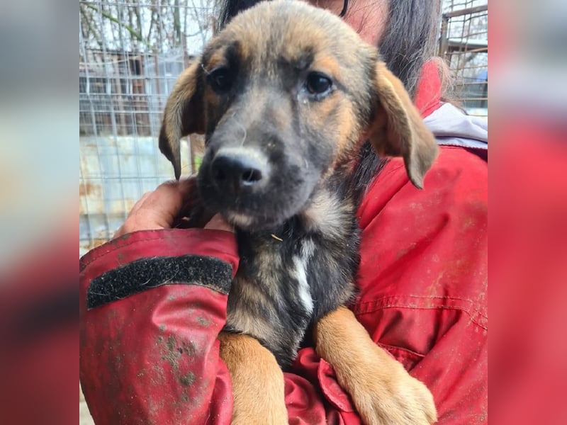 ♥MARIOLA♥ zuckersüße, liebe, noch etwas unsichere Hündin 46 cm