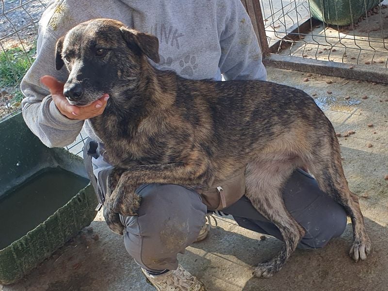 ♥MABLE♥ wunderschöne braun gestromte, ganz liebe, anfangs noch etwas vorsichtige Junghündin 47 cm