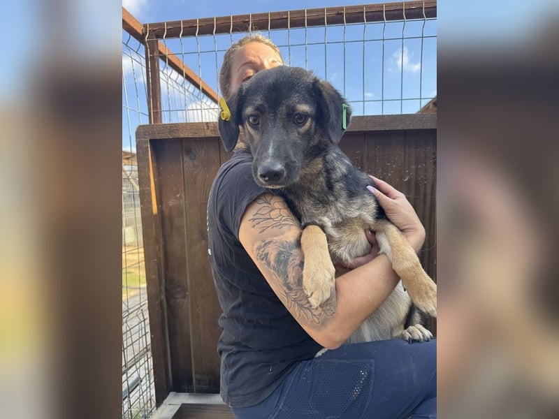 ♥JACKOMO♥ zarte, junge, schmale, stille Seele, die sichtbar im Tierheim sehr leidet 50 cm