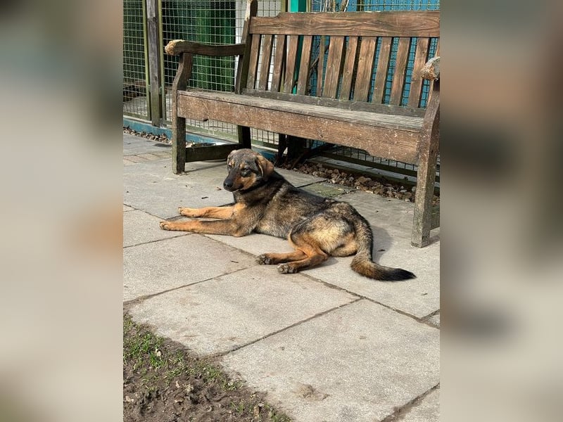 ♥FEE♥ auf Pflegestelle bei Köln - hübsche, ruhige, eher zurückhaltende, unkomplizierte Juniorin 49cm