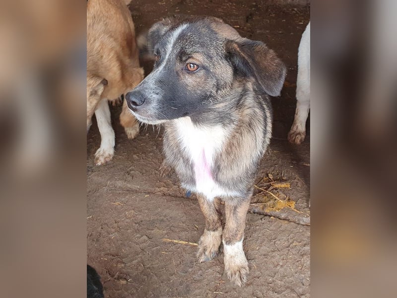 ♥CLARA♥ niedliche, verspielte Junghündin, die aktuell zu dünn ist - mittelgroß